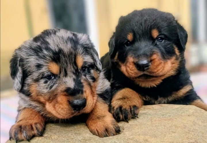 Mariage Samba blue x Sirius-Rex