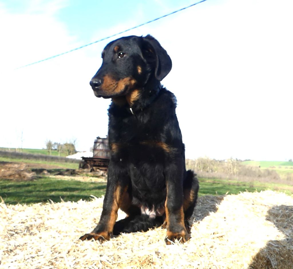 Des Bergers Noirs Du Jedi - Chiots disponibles - Berger de Beauce