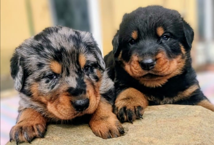 Des Bergers Noirs Du Jedi - Berger de Beauce - Portée née le 31/01/2026
