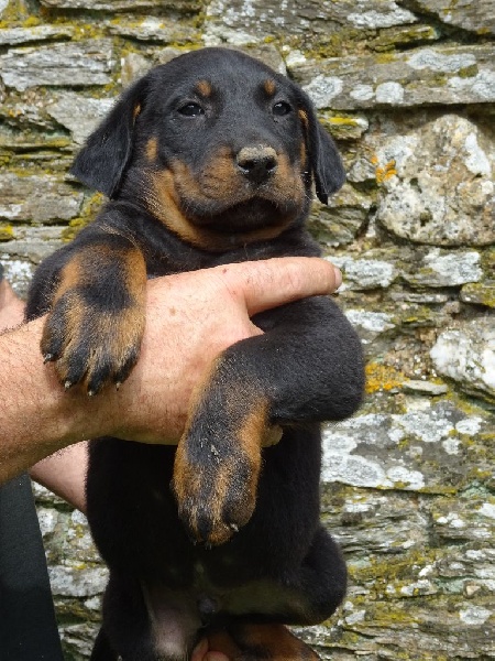 Des Bergers Noirs Du Jedi - Berger de Beauce - Portée née le 08/05/2016