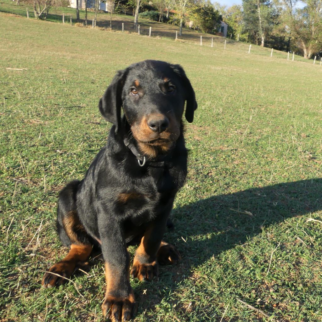 Des Bergers Noirs Du Jedi - Berger de Beauce - Portée née le 07/08/2022