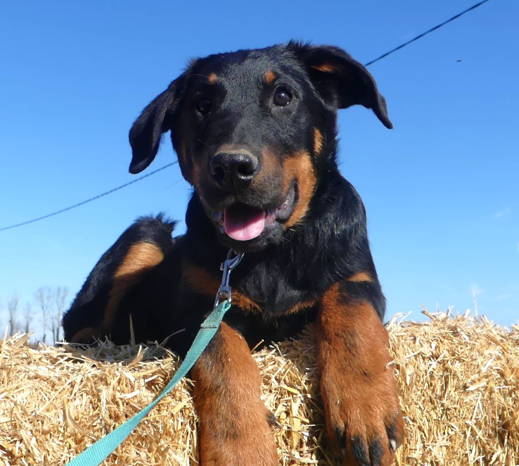 Des Bergers Noirs Du Jedi - Chiots disponibles - Berger de Beauce